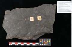 Foto (Objekt + Etikett) von Polypodites latipernuis Ettingshausen (NHMW-GEO-2024-0188-10527)